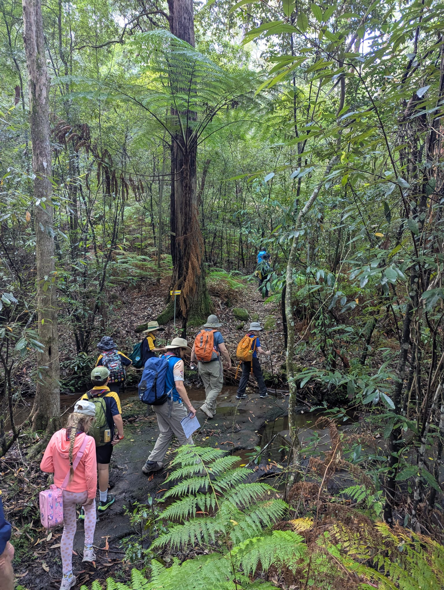 1st Leichhardt Scouts bush walking